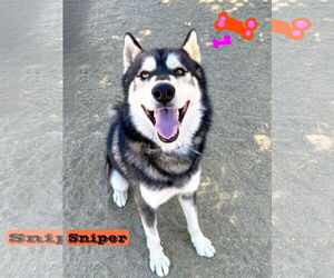 Alusky Dogs for adoption in Riverside, CA, USA