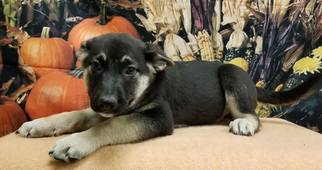 German Shepherd Dog Dogs for adoption in Modesto, CA, USA