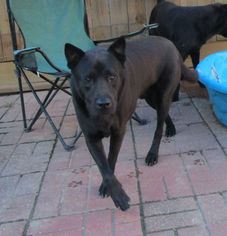 Labrador Retriever-Unknown Mix Dogs for adoption in Jefferson, LA, USA