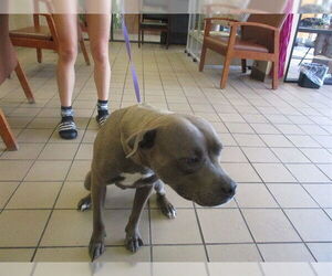 American Pit Bull Terrier Dogs for adoption in Ocala, FL, USA