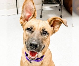 Mutt Dogs for adoption in Aurora, CO, USA