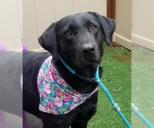Labrador Retriever Dogs for adoption in Guthrie, OK, USA