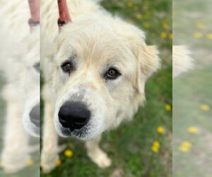 Great Pyrenees Dogs for adoption in Evansville, IN, USA