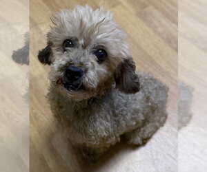 Poodle (Miniature) Dogs for adoption in Mount Airy, NC, USA