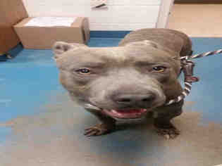 Medium Photo #8 American Pit Bull Terrier-Unknown Mix Puppy For Sale in Gainesville, FL, USA