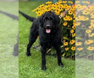 Labradoodle Dogs for adoption in Batavia, NY, USA
