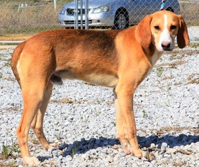Treeing Walker Coonhound Dogs for adoption in Mukwonago, WI, USA