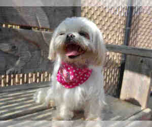 Shih Tzu Dogs for adoption in Norco, CA, USA