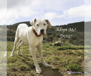 Dogo Argentino Dogs for adoption in Acton, CA, USA