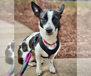 Rat Terrier-Unknown Mix Dogs for adoption in Atlanta, GA, USA