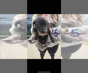 American Pit Bull Terrier-Labrador Retriever Mix Dogs for adoption in Calgary, Alberta, Canada