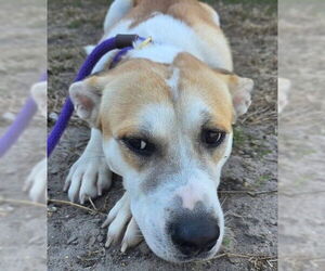 Labrador Retriever-Unknown Mix Dogs for adoption in Ocala, FL, USA
