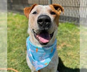 American Pit Bull Terrier Dogs for adoption in Camarillo, CA, USA