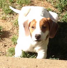 Medium Photo #1 Treeing Walker Coonhound-Unknown Mix Puppy For Sale in Sparta, IL, USA