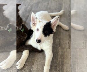 Border Collie Dogs for adoption in Phoenix, AZ, USA