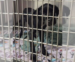 Labrador Retriever-Unknown Mix Dogs for adoption in Decatur, IL, USA