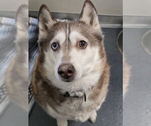 - Mix Dogs for adoption in Glen Allen, VA, USA