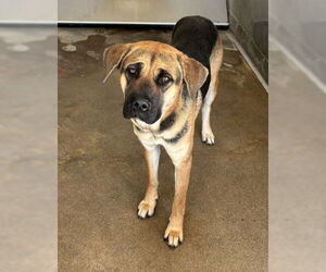 German Shepherd Dog Dogs for adoption in San Bernardino, CA, USA