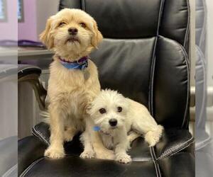 ShiChi Dogs for adoption in Aurora, CO, USA