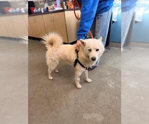 American Eskimo Dog Dogs for adoption in Camarillo, CA, USA