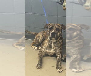 American Staffordshire Terrier-Unknown Mix Dogs for adoption in Tallahassee, FL, USA