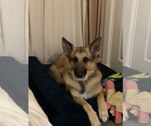 German Shepherd Dog Dogs for adoption in Woodland, CA, USA