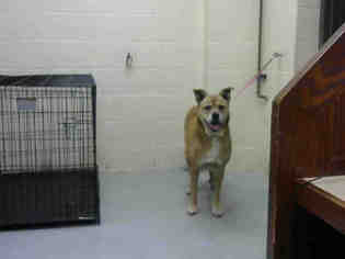 Boxweiler Dogs for adoption in Conroe, TX, USA