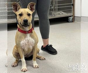 Mutt Dogs for adoption in Washington, DC, USA