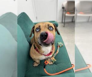 Basset Hound-Catahoula Leopard Dog Mix Dogs for adoption in Fort Lauderdale, FL, USA