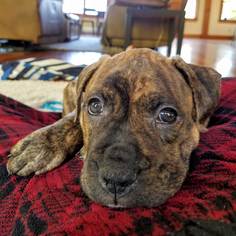 Bullboxer Pit Dogs for adoption in Minneapolis, MN, USA