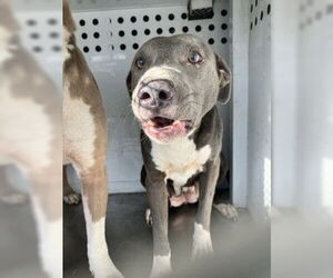 Mutt Dogs for adoption in Stockton, CA, USA