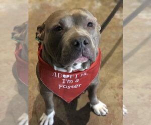 Mutt Dogs for adoption in Rockville, MD, USA