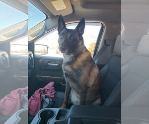 Mutt Dogs for adoption in Stevens Point, WI, USA