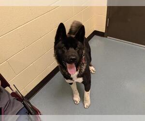 Akita Dogs for adoption in Denver, CO, USA