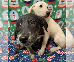 Labrador Retriever-Unknown Mix Dogs for adoption in Anchorage, AK, USA
