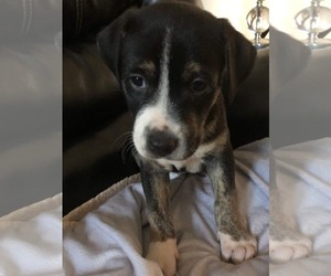 Mastador Dogs for adoption in pomfret, CT, USA
