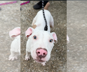 American Pit Bull Terrier Dogs for adoption in Hillsboro, NH, USA