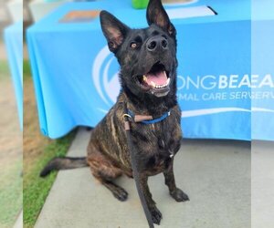 - Mix Dogs for adoption in Long Beach, CA, USA