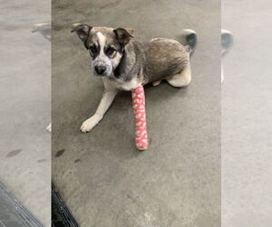 German Shepherd Dog-Huskies  Mix Dogs for adoption in Fairfield, IL, USA