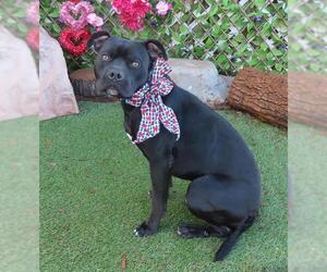 American Pit Bull Terrier-Unknown Mix Dogs for adoption in Oklahoma City, OK, USA