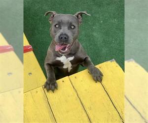 American Pit Bull Terrier Dogs for adoption in Redlands, CA, USA