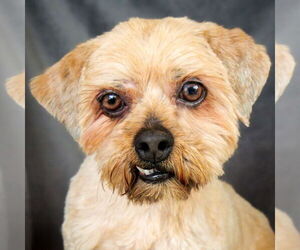 Shih Tzu Dogs for adoption in Albuquerque, NM, USA