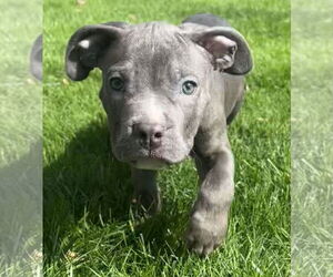 American Pit Bull Terrier-Unknown Mix Dogs for adoption in Clarkston, MI, USA