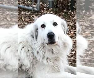 Great Pyrenees Dogs for adoption in Crystal , MN, USA