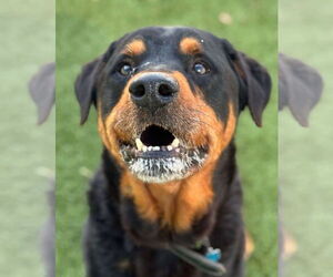 Rottweiler Dogs for adoption in Hillsboro, NH, USA