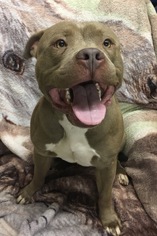American Staffordshire Terrier Dogs for adoption in Indianapolis, IN, USA