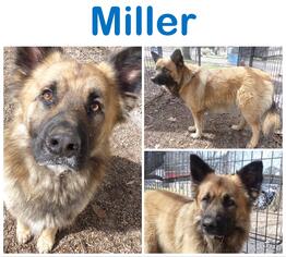 German Shepherd Dog Dogs for adoption in Towson, MD, USA