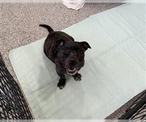 Bulldog-Unknown Mix Dogs for adoption in Redlands, CA, USA