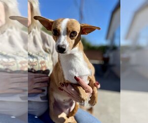 Jack Russell Terrier-Parson Russell Terrier Mix Dogs for adoption in Lake Elsinore, CA, USA