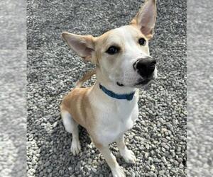 Australian Shepherd-Huskies  Mix Dogs for adoption in Anchorage, AK, USA
